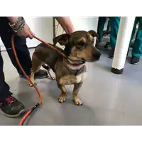 Foto dell\'animale cane - Matr. 2017/0388 - Microchip 380260043148265