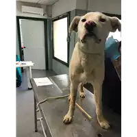 Foto dell\'animale cane - Matr. 2018/0703 - Microchip 380260043520448