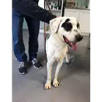 Foto dell\'animale cane - Matr. 2018/0704 - Microchip 380260043520069