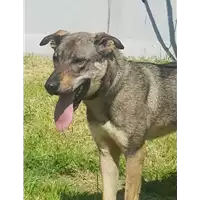 Foto dell\'animale cane - Matr. 2017/2625 - Microchip 380260042816395