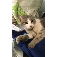 Foto dell\'animale gatto - Matr. 2018/0708 - Microchip 380260043520355