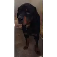 Foto dell\'animale cane - Matr. 2014/0834 - Microchip 380260002006064