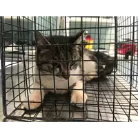 Foto dell\'animale gatto - Matr. 2018/0717 - Microchip 380260043519982