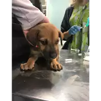 Foto dell\'animale cane - Matr. 2018/0715 - Microchip 380260043520284
