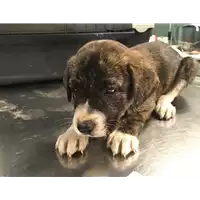 Foto dell\'animale cane - Matr. 2018/0714 - Microchip 380260043520130
