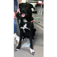 Foto dell\'animale cane - Matr. 2017/0849 - Microchip 380260043147700