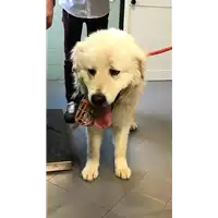 Foto dell\'animale cane - Matr. 2018/0726 - Microchip 380260100581268
