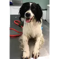 Foto dell\'animale cane - Matr. 2018/0727 - Microchip 380260043519818