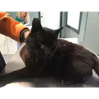 Foto dell\'animale gatto - Matr. 2018/0729 - Microchip 380260043520210