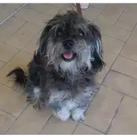 Foto dell\'animale cane - Matr. 2018/0730 - Microchip 380260043520126