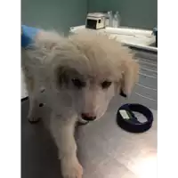 cane - Matr. 2018/0732 - Microchip 380260043499671