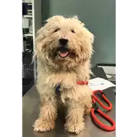 Foto dell\'animale cane - Matr. 2018/0734 - Microchip 967000002015592