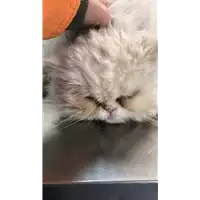 Foto dell\'animale gatto - Matr. 2018/0739 - Microchip 380260043501011