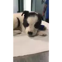 Foto dell\'animale cane - Matr. 2018/0742 - Microchip 380260043501099