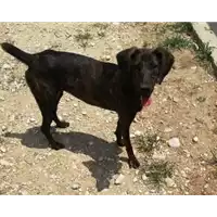 Foto dell\'animale cane - Matr. 2018/0741 - Microchip 380260043499656
