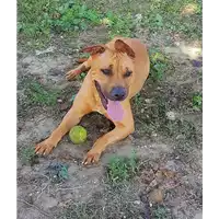 Foto dell\'animale cane - Matr. 2018/0745 - Microchip 380260002133789