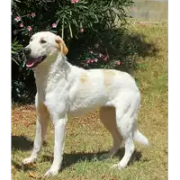 Foto dell\'animale cane - Matr. 2016/0170 - Microchip 380260042716710
