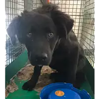 Foto dell\'animale cane - Matr. 2018/0758 - Microchip 380260043523800
