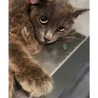 Foto dell\'animale gatto - Matr. 2018/0759 - Microchip 380260043500932