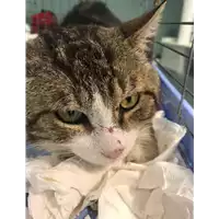 Foto dell\'animale gatto - Matr. 2018/0760 - Microchip 380260043500344