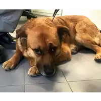 Foto dell\'animale cane - Matr. 2017/0299 - Microchip 380260043147928