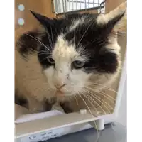 Foto dell\'animale gatto - Matr. 2018/0761 - Microchip 380260043519482
