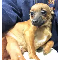 Foto dell\'animale cane - Matr. 2018/0768 - Microchip 380260043520055