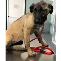 Foto dell\'animale cane - Matr. 2018/0769 - Microchip 380260043507764