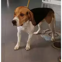 Foto dell\'animale cane - Matr. 2017/2456 - Microchip 380260043171115