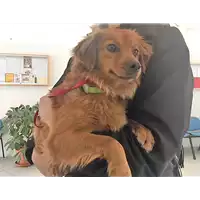 Foto dell\'animale cane - Matr. 2018/0699 - Microchip 380260043519886