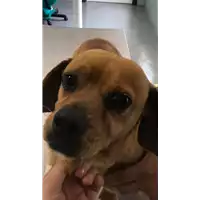 Foto dell\'animale cane - Matr. 2018/0771 - Microchip 900182000289605