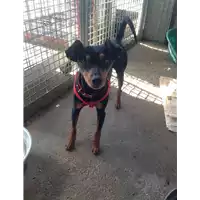 Foto dell\'animale cane - Matr. 2018/0772 - Microchip 380260002091847