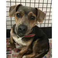 Foto dell\'animale cane - Matr. 2018/0773 - Microchip 380260100672183
