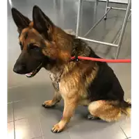 cane - Matr. 2018/0776 - Microchip 380260043524259