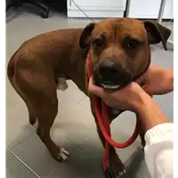 Foto dell\'animale cane - Matr. 2018/0775 - Microchip 380260043524098