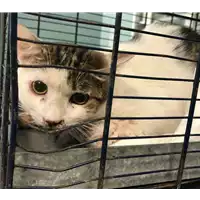 Foto dell\'animale gatto - Matr. 2018/0777 - Microchip 380260043523696