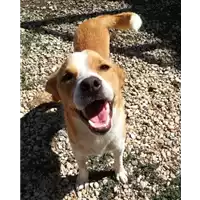 Foto dell\'animale cane - Matr. 2018/0778 - Microchip 380260043527175