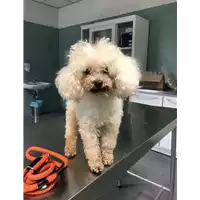 Foto dell\'animale cane - Matr. 2012/1584 - Microchip 380260040450794