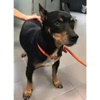 Foto dell\'animale cane - Matr. 2018/0781 - Microchip 380260002038577