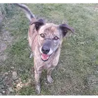 cane - Matr. 2011/1402 - Microchip 380260040239296