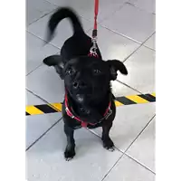 Foto dell\'animale cane - Matr. 2018/0785 - Microchip 380260042324068