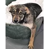 Foto dell\'animale cane - Matr. 2018/0787 - Microchip 380260043500660