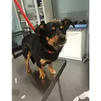 Foto dell\'animale cane - Matr. 2018/0786 - Microchip 380260043507973