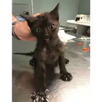 Foto dell\'animale gatto - Matr. 2018/0793 - Microchip 380260043501380