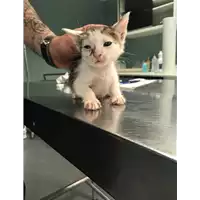 gatto - Matr. 2018/0792 - Microchip 380260043500254