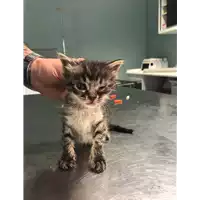Foto dell\'animale gatto - Matr. 2018/0791 - Microchip 380260043501091