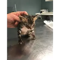 Foto dell\'animale gatto - Matr. 2018/0788 - Microchip 380260043501311