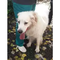 Foto dell\'animale cane - Matr. 2015/2258 - Microchip 380260042531602