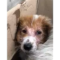 cane - Matr. 2018/0796 - Microchip 380260043501241