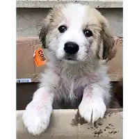 cane - Matr. 2018/0795 - Microchip 380260043500867